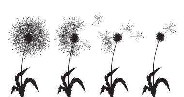 several dandelions clipart