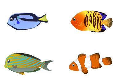 dört tropik balıklar