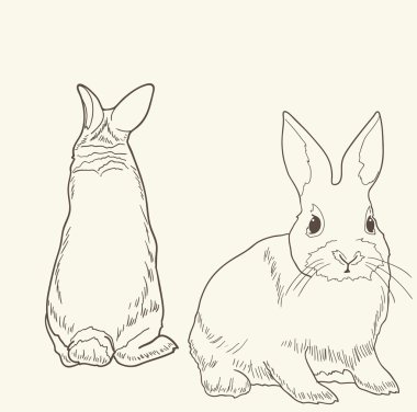 Front and rear view of a rabbit isolated clipart