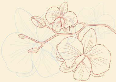 Orchid clipart