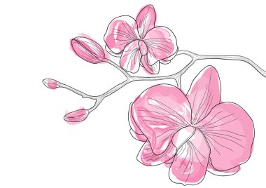 Pink orchid flowers clipart