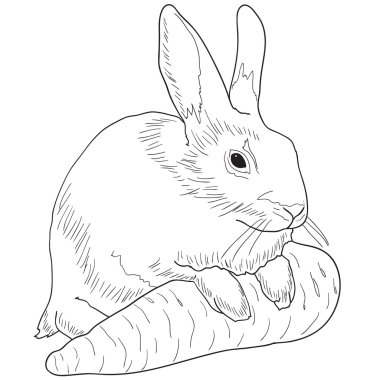 Rabbit clipart