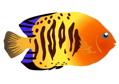 Colorful tropical fish clipart