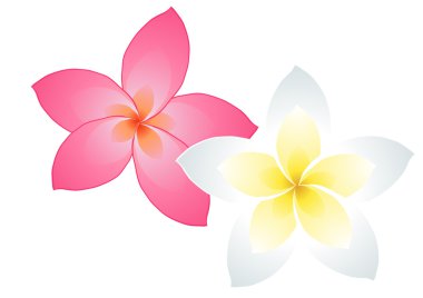 Two frangiapani flowers clipart