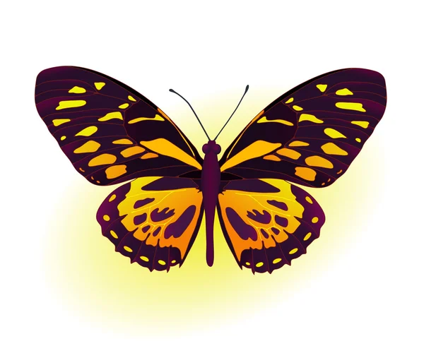 Чёрная и жёлтая бабочка — стоковый вектор