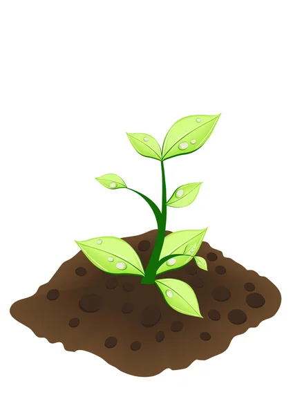 Petite plante verte — Image vectorielle