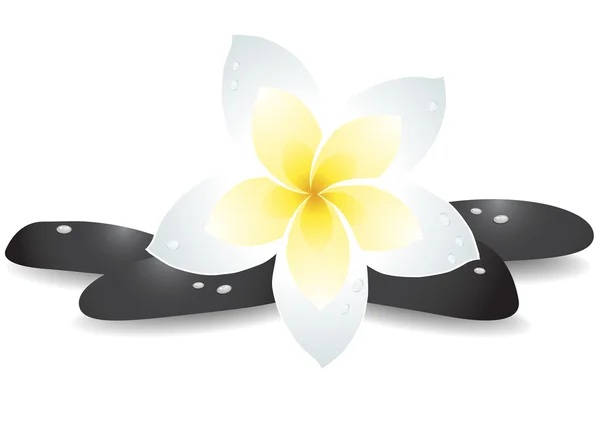 Zen-Steine mit Frangipani-Blume — Stockvektor