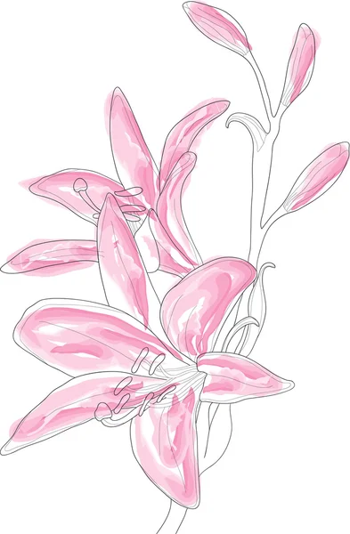 Beautiful pink lilly — Stock Vector