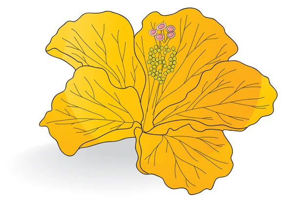 Bel hibiscus orange — Image vectorielle