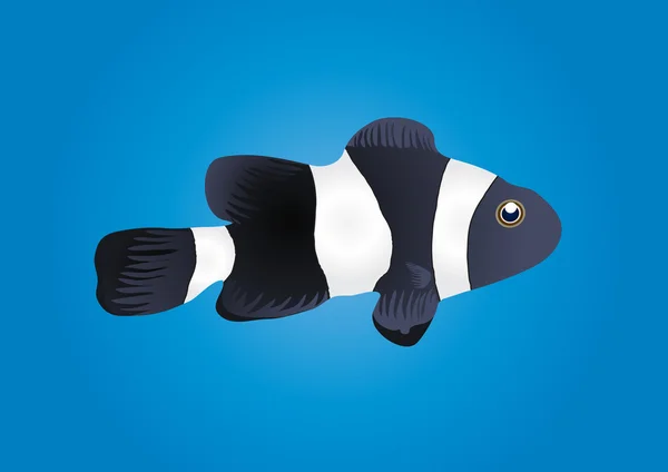 Clownfish — Διανυσματικό Αρχείο
