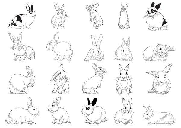 Conejos — Vector de stock