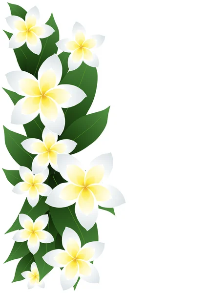 Frangipani fleurs — Image vectorielle