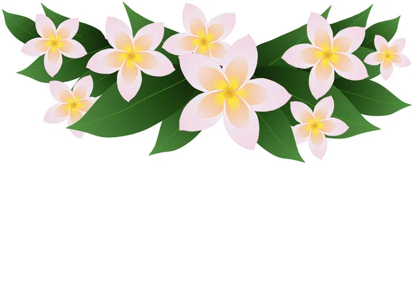 Кордону frangipani Живці квітів — стоковий вектор