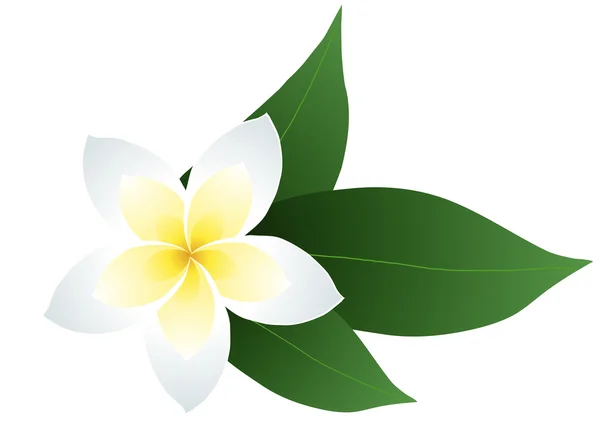 Frangipani aux feuilles — Image vectorielle