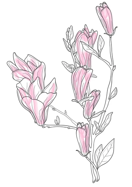 Hermosa magnolia rosa — Vector de stock