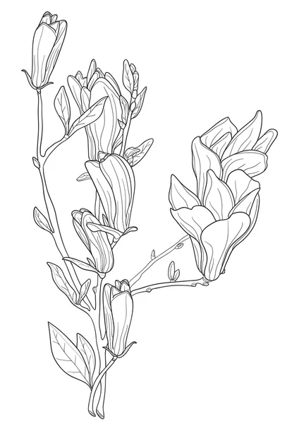 Magnolia — Vector de stock
