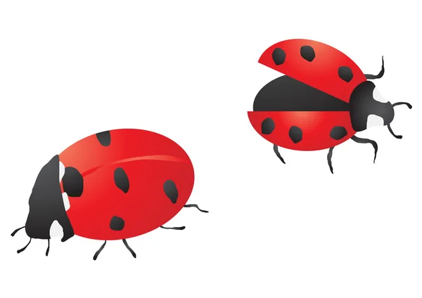 Ladybugs — Stock Vector