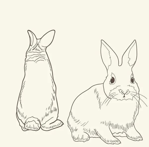 Vista delantera y trasera de un conejo aislado — Vector de stock