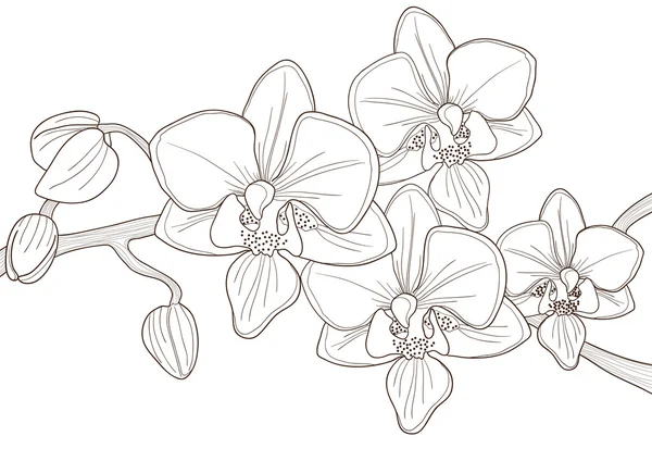 Orquídea — Archivo Imágenes Vectoriales