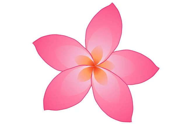 Roze frangipani bloem — Stockvector