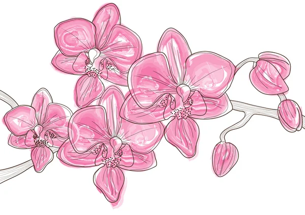 ハワイピンクの蘭の美しい小枝 — ストックベクタ
