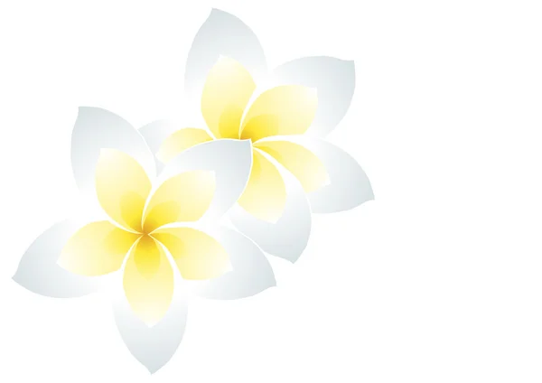 Deux frangipani blancs — Image vectorielle