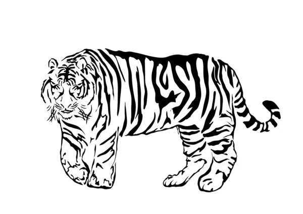 Černá tygr bengálský — Stockový vektor
