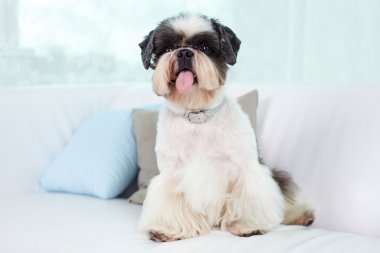 Shih-tzu on sofa clipart