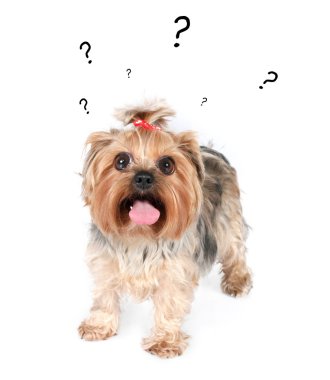 Shocked puppy clipart