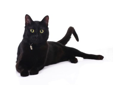 Black cat clipart