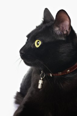 Portrait of a black cat clipart