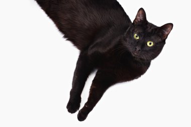 Black cat top view clipart