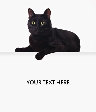 Black cat on the blank banner clipart