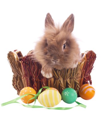 Cute easter bunny clipart