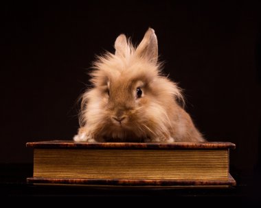 kitap küçük tavşan