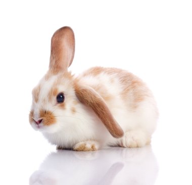 Cute rabbit clipart