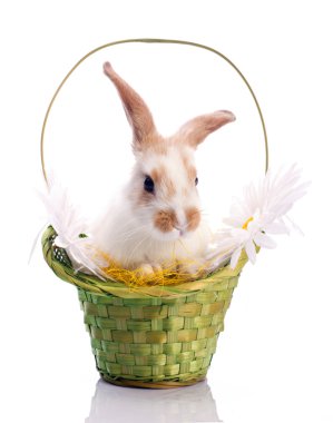 Cute bunny in the basket clipart