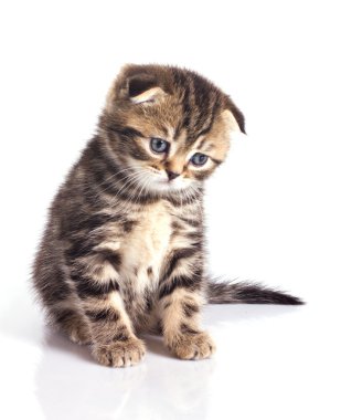 Sad little kitten clipart