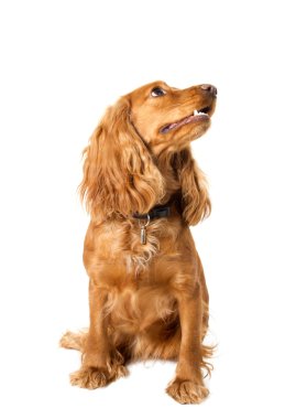 Beautiful cocker spaniel sitting clipart