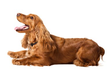 Beautiful cocker spaniel lying clipart