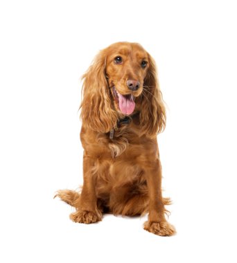 Charming english cocker spaniel clipart