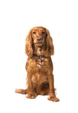 Cocker spaniel sitting isolated on white clipart