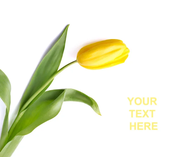 Желтый тюльпан — стоковое фото