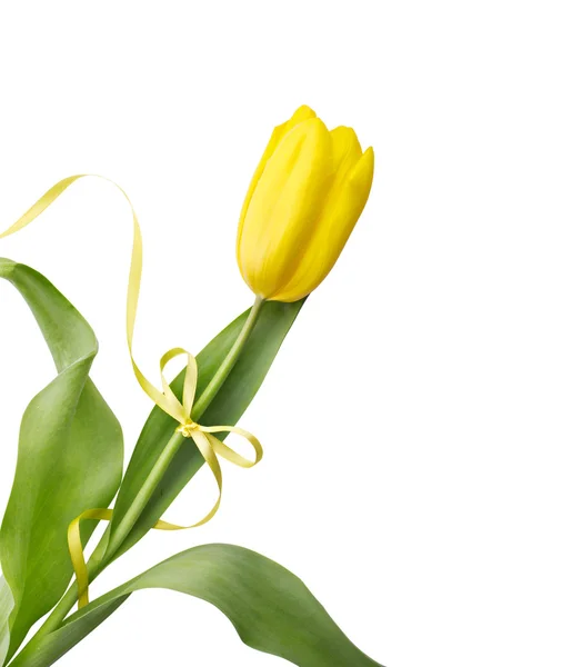 Yellow tulip with ribbon — Stock Photo, Image