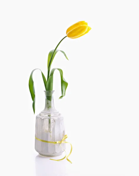 Żółty tulipan w biały butelka — Zdjęcie stockowe