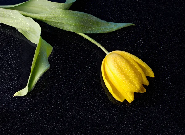 Gele tulp met waterdruppels — Stockfoto