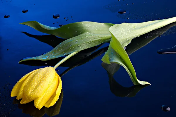 Tulip en water drops — Stockfoto