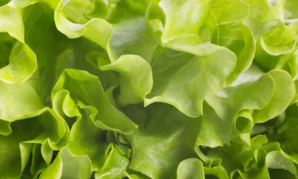 Salată de fundal — Fotografie, imagine de stoc