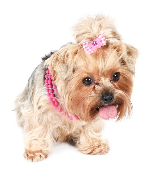 Glamour puppy — Stock Photo, Image