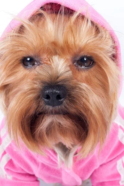 Smutny spojrzenie yorkshire terrier w różowy kaptur — Zdjęcie stockowe